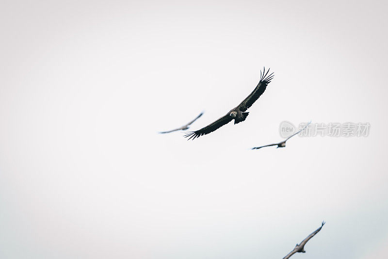 Griffon Vulture (Gyps fulvus)群鹰飞过天空